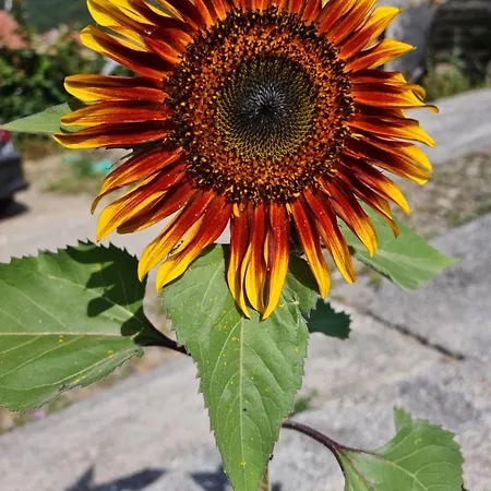 Dolce Risveglio A Sweet Home 20 Km Da Sanremo Festival Badalucco